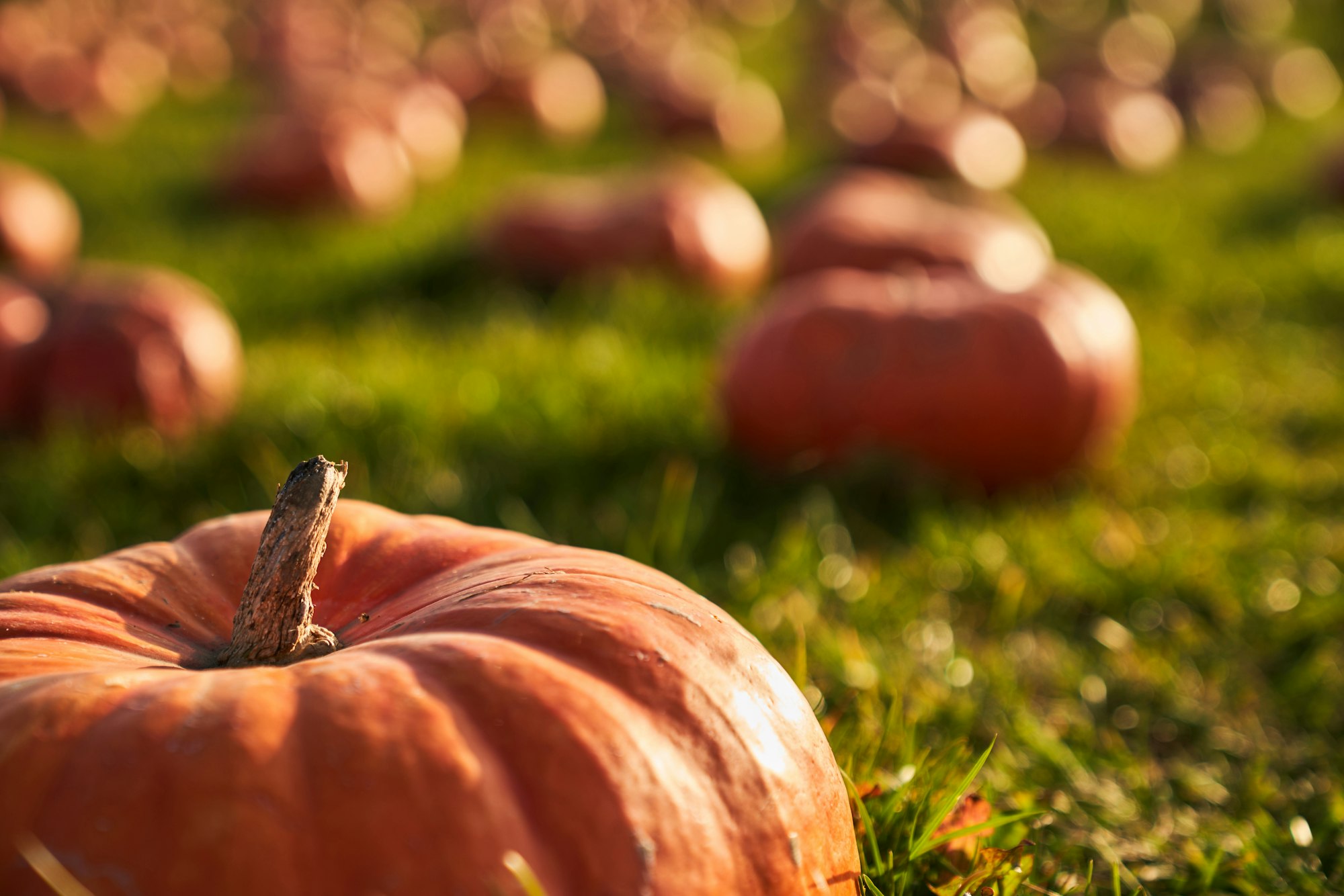 Big orange pumpkin in pumpkin patch at sunny day.