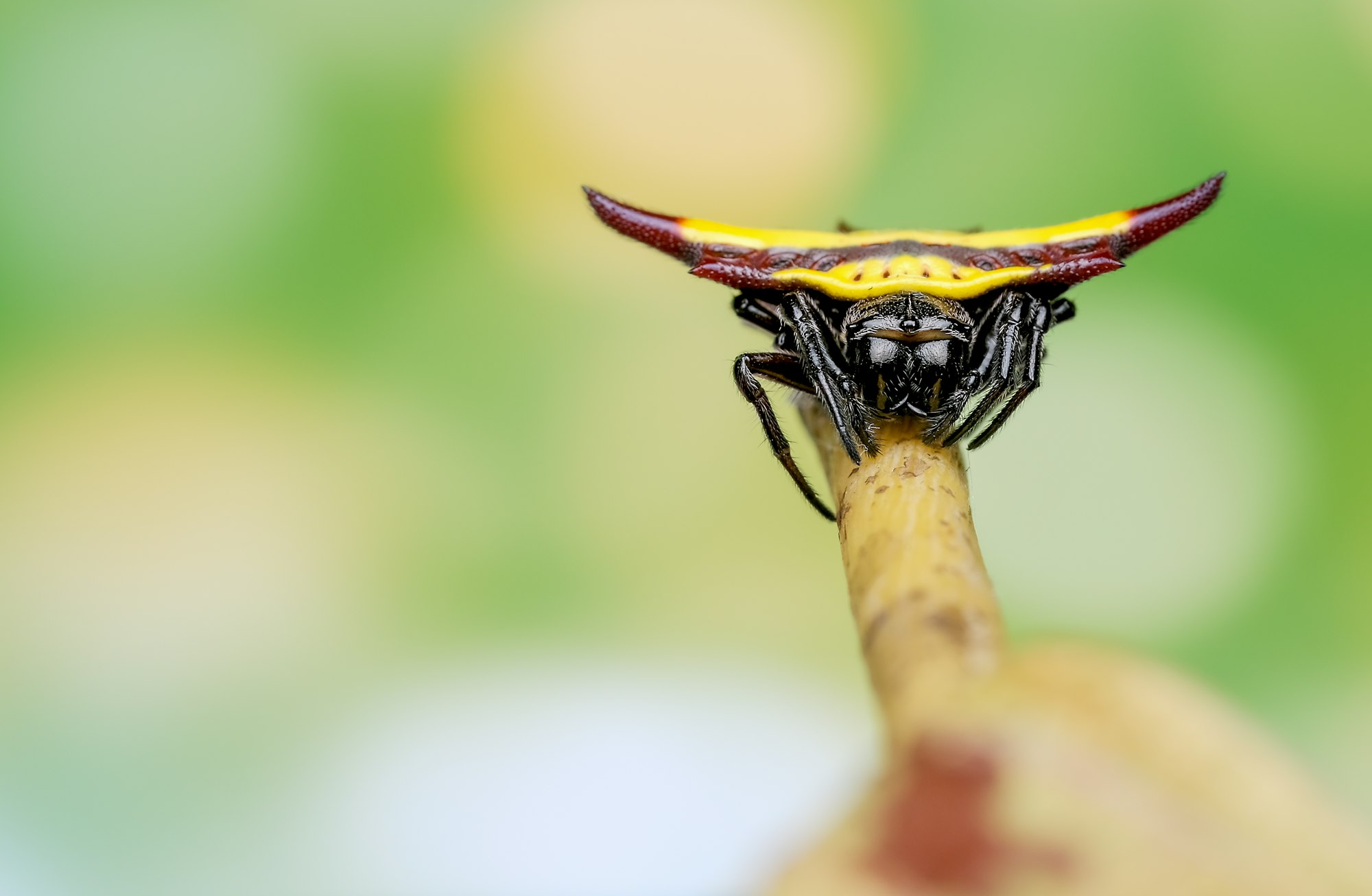 Spiny orb weaver with yellow color on the back stay on branch of leaf